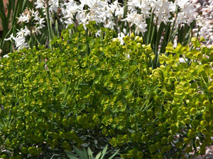 Vivers Càrex - Euphorbia characias subsp. wulfenii